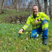Les seules jonquilles et narcisses naturelles du Valais poussent dans le Chablais