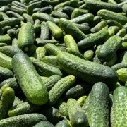 Une action de sauvetage de cornichons a été lancée à Aigle