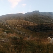 Dans la vallée d'Illiez, une carte interactive permettra de situer les chiens de protection de troupeau