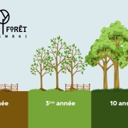 Aigle : des micro forêts au milieu de la ville ?