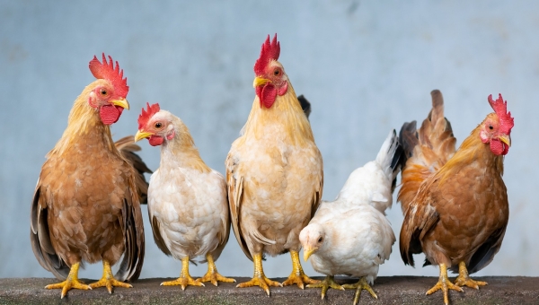 Agriculture : un site internet pour adopter des poules dans son jardin