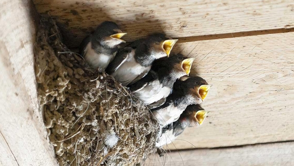 La population de Bex invitée à observer les hirondelles, les martinets et les chauves-souris