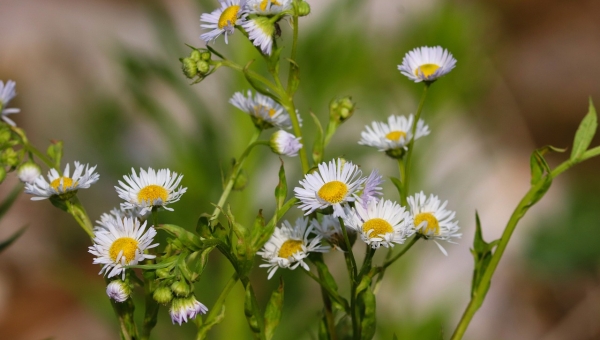 Monthey: Information citoyenne pour lutter contre les plantes envahissantes
