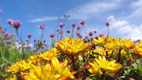 Morgins: la 10ème édition du salon de la Santé par les plantes se prépare