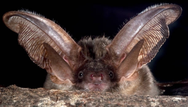 Muraz: les combles de l'église, probables maison des chauve-souris oreillards