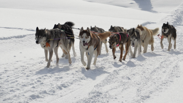 Des Huskies aux Mosses