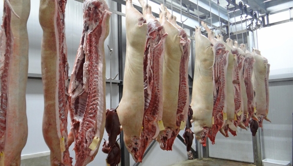 L’abattoir de Bex au cœur du débat politique : un enjeu pour les éleveurs