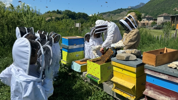 Ecole à la ruche : les élèves d'Ollon prennent soin des abeilles et de l'environnement