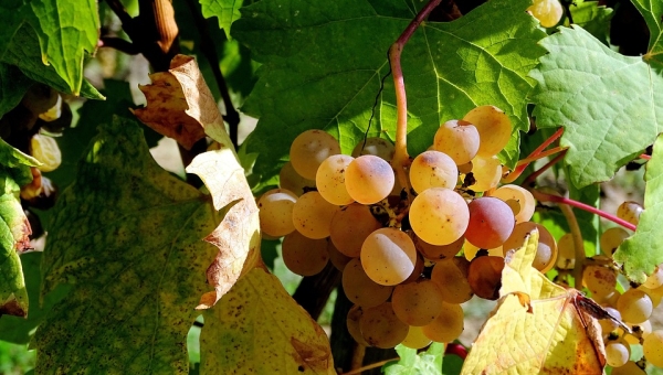 Les vignerons sous tension à l'approche des vendanges 