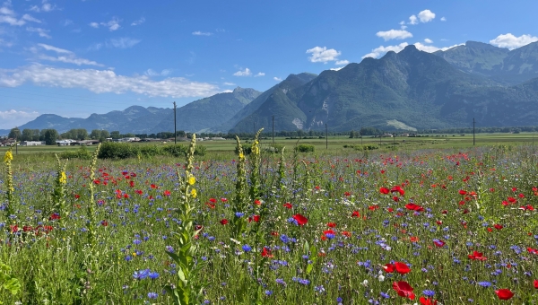 Aigle: une conférence pour présenter différents projets agricoles pour les oiseaux de la Plaine du Rhône