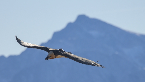 Autrefois disparu, le nombre de Gypaètes barbus continue de croître en Valais