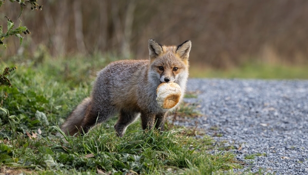 Incontestablement citadin, le renard reste sauvage et farouche 