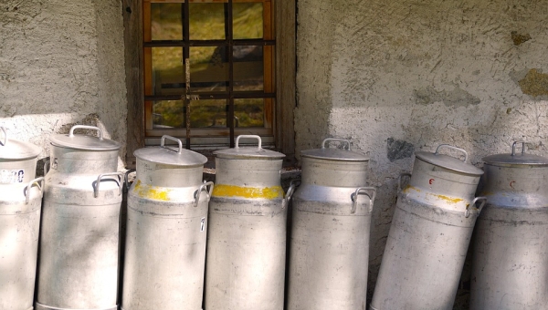 Baisse du prix du lait annoncée : nouveau coup dur pour l'agriculture