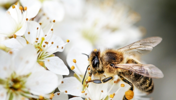 Une initiative populaire veut sauver les abeilles, papillons et coléoptères menacés d’extinction 