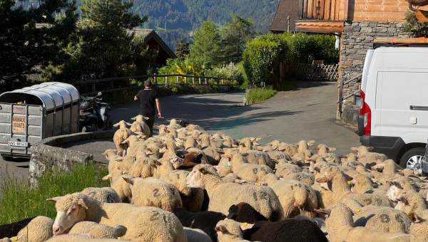 Cette saison encore, la menace du loup plane sur les bergers et leurs moutons