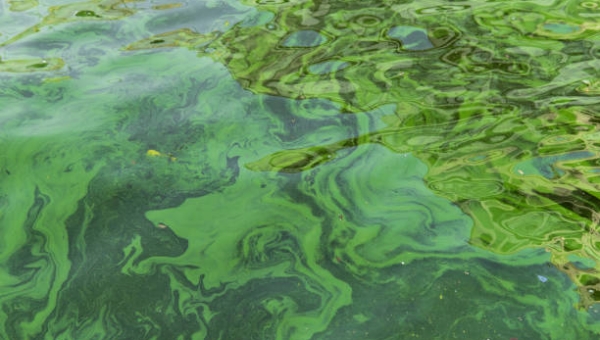 Les cyanobactéries prolifèrent avec la chaleur: les autorités appellent à la prudence
