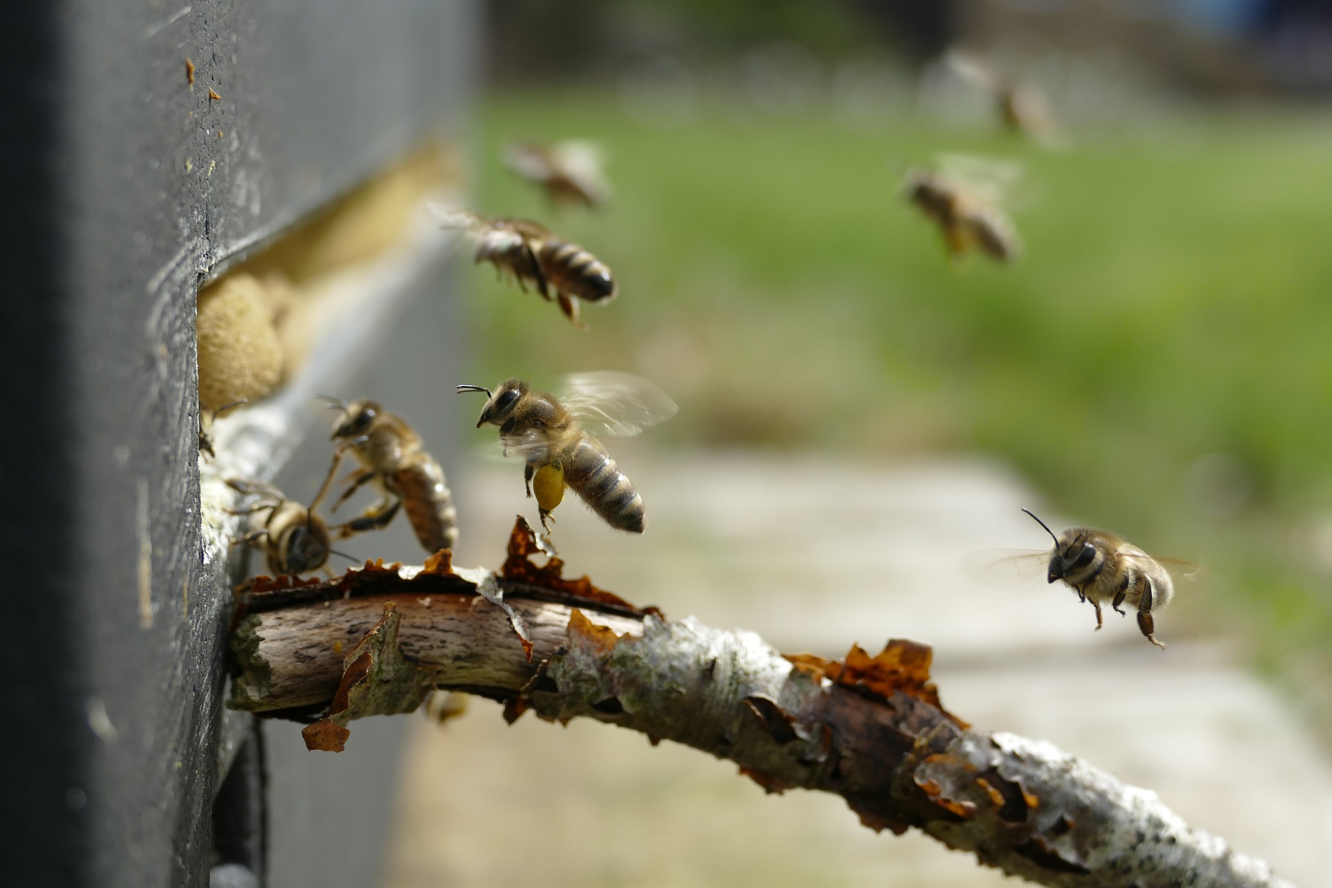 Plantes invasives et frelon asiatique seront en discussion à Vionnaz samedi