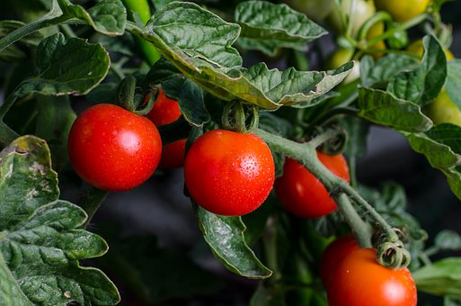 La verte vaudoise Séverine Evéquoz veut valoriser l'agriculture en ville