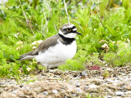 La Société Valaisanne de Biologie de la Faune organise une excursion publique demain