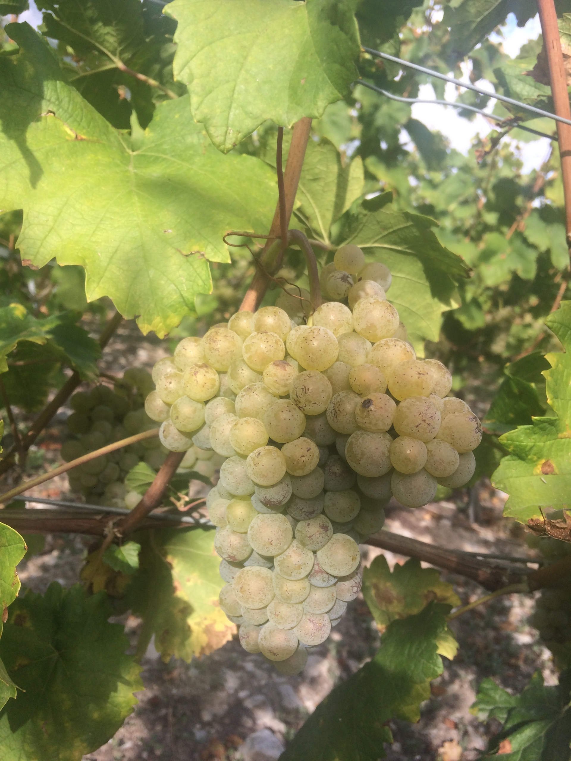 Fully lance un projet de développement régional autour de sa Petite Arvine