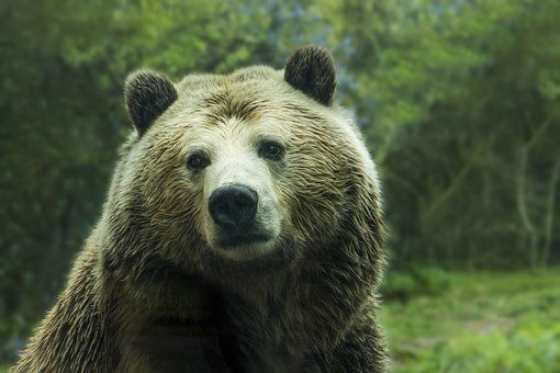 Grand Conseil: l'initiative populaire "Pour un canton du Valais sans grands prédateurs" jugée irrecevable