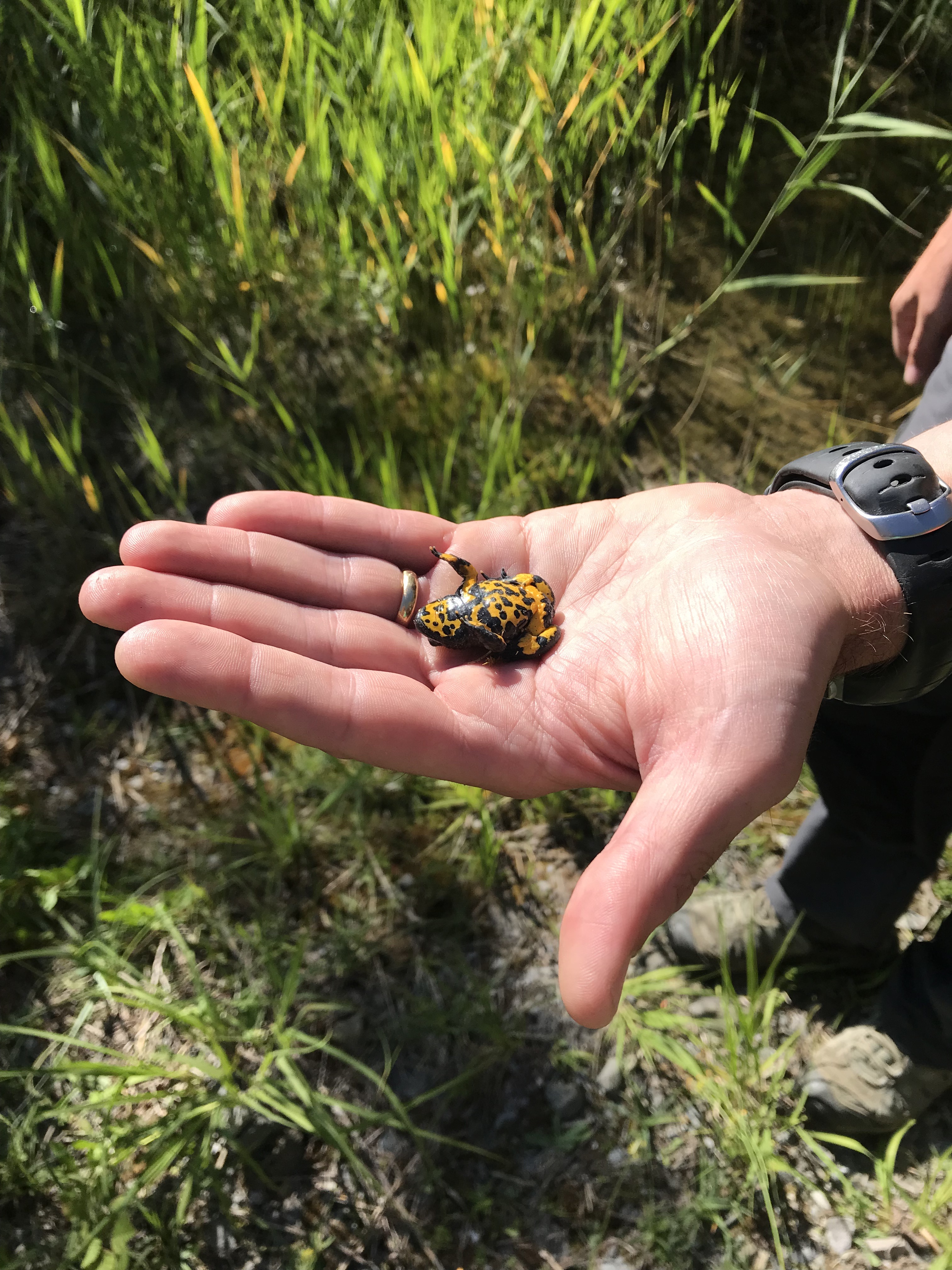 Le crapaud sonneur à ventre jaune déménage de la décharge du Châtelet