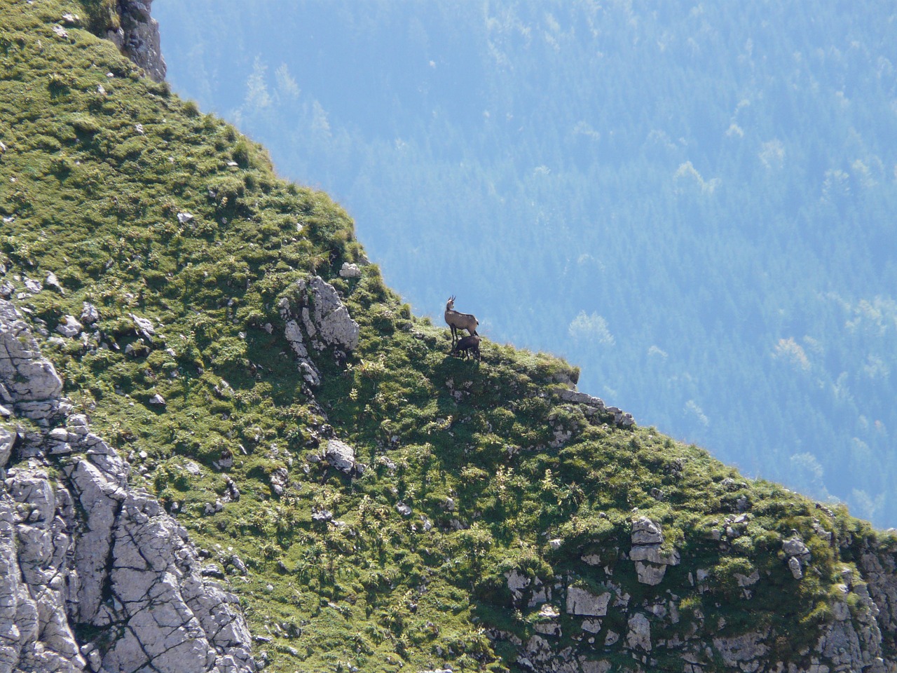 Moins de chamois et plus de cerfs: la chasse valaisanne 2018 s'adapte aux cheptels