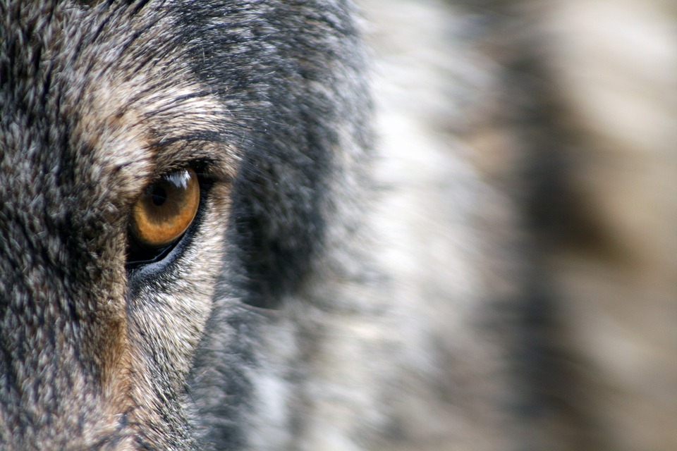 Le loup aurait sévi à Zinal