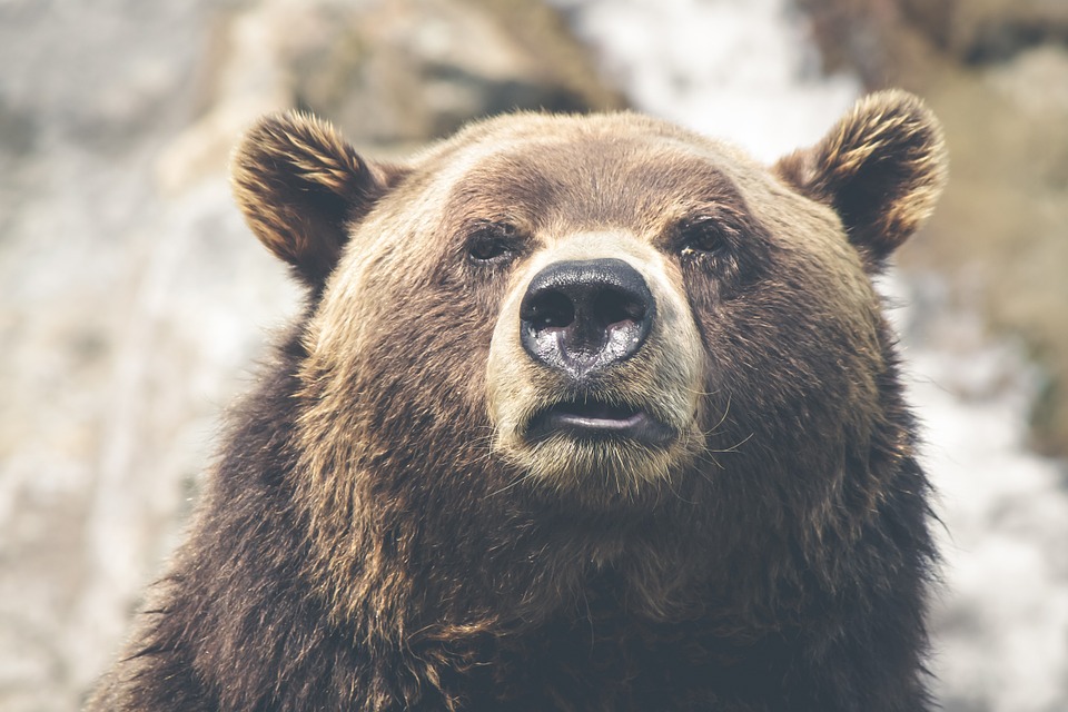 Les empreintes d'un ours ont été observées en Valais