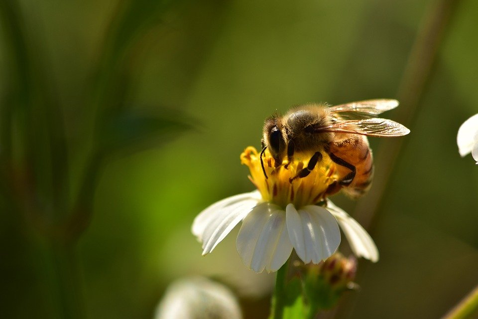Le Parc naturel régional Gruyère Pays-d’Enhaut veut préserver les abeilles sauvages