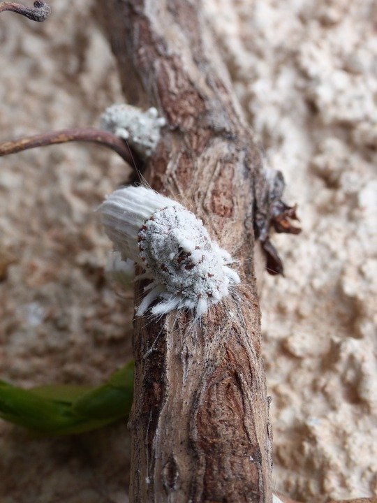 Le Valais veut empêcher une cochenille de prendre ses aises dans ses vergers