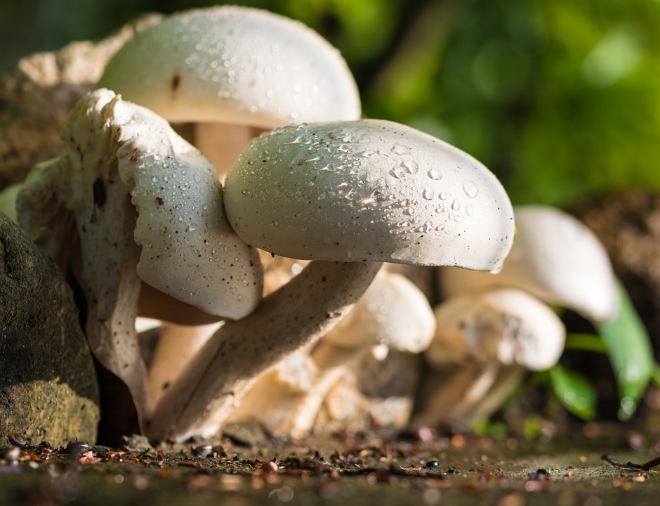 Les champignons, la chasse et la pêche seront célébrés au Col des Mosses ce week-end