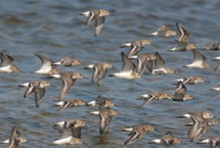 La Riviera et la Vallée d'Illiez participent à l'EuroBirdwatch ce week-end