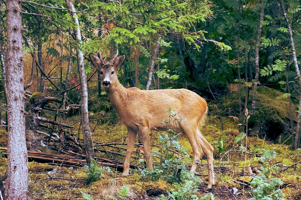 Le Valais devra organiser une chasse spéciale pour le cerf