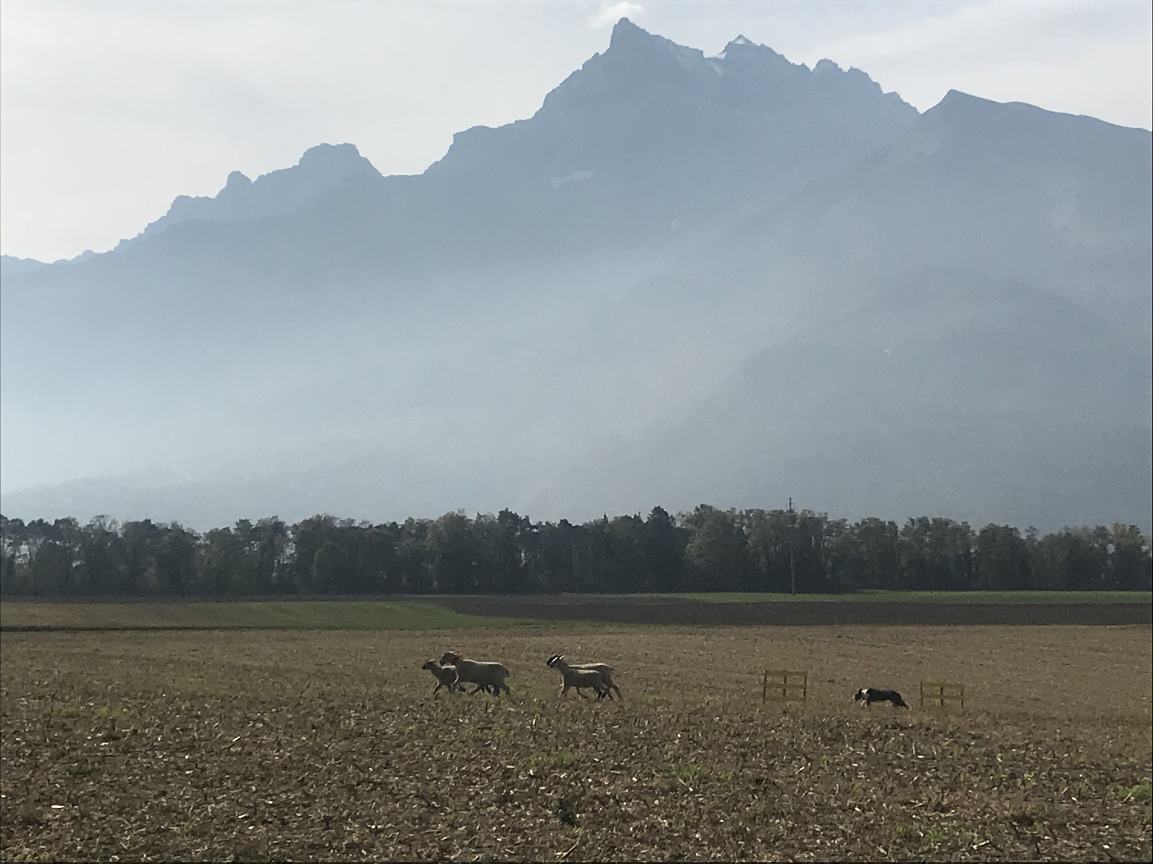 Les cinquante meilleurs chiens de troupeaux du pays se mesurent à Ollon ce week-end