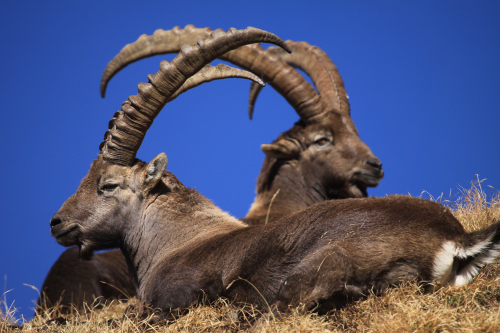 Un projet de parc naturel régional est en gestation pour la vallée du Trient