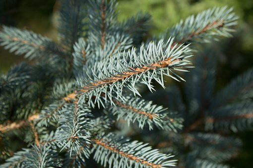 Massongex: Loto et vente de sapins au menu des actions de fin d'année de Terre des hommes