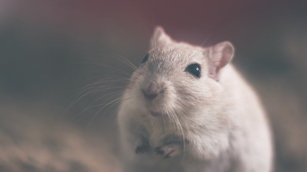 Le Blue Brain Project publie un atlas du cerveau de la souris en 3D