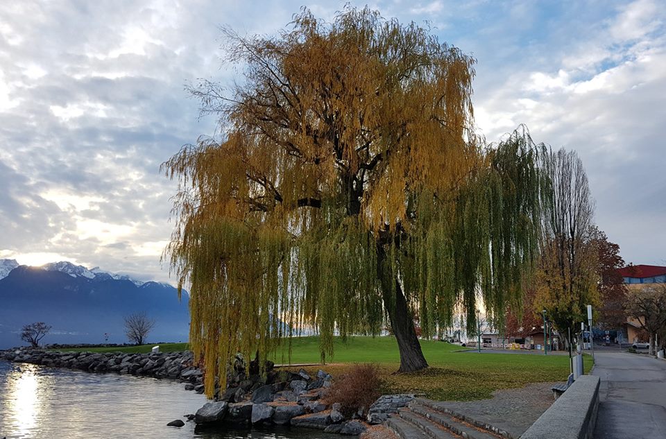 Les Montreusiens pleurent leur saule