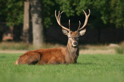 Bilan mitigé après la chasse complémentaire en Valais