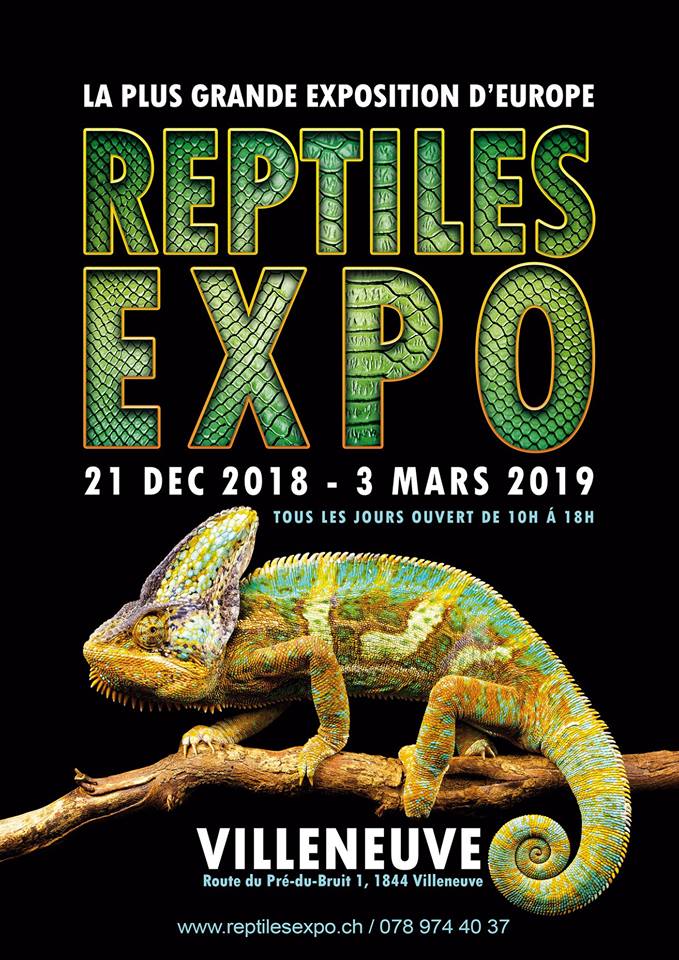 Serpents, grenouilles et mygales s'exposent à Villeneuve