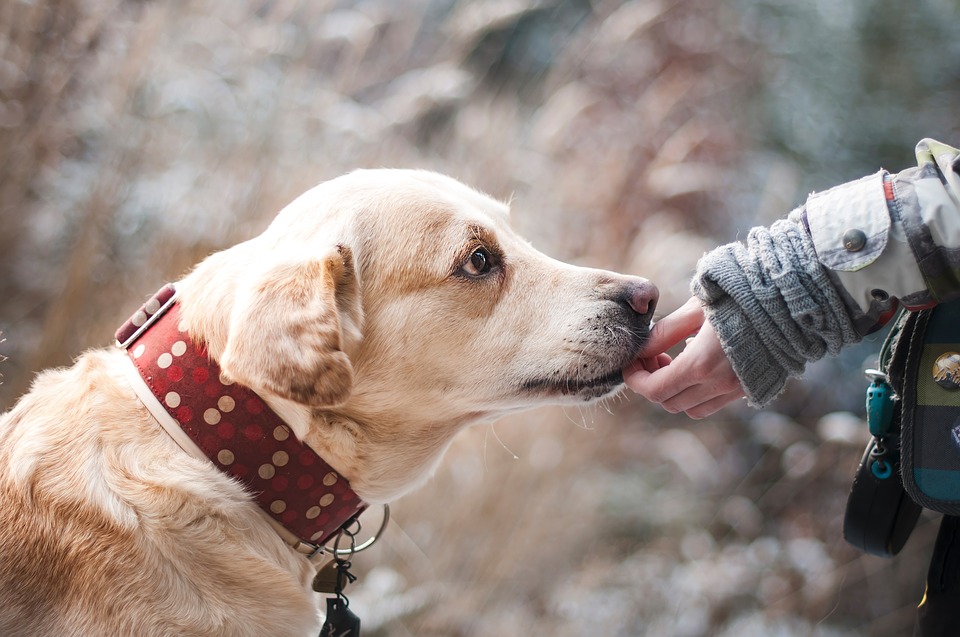 Le Valais veut réintroduire des cours pour détenteurs de chiens