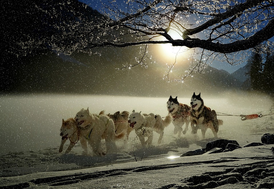 Les chiens polaires seront de sortie ce week-end au Col des Mosses