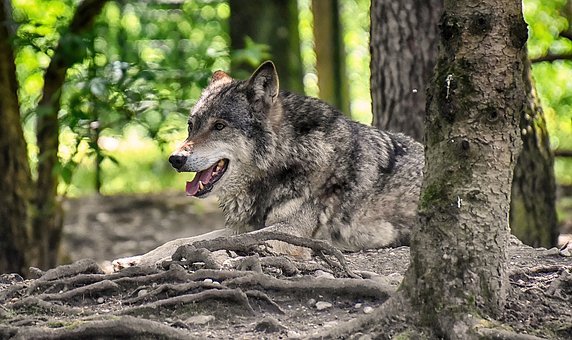 Cinq loups de plus en Valais depuis le début de l'année dernière