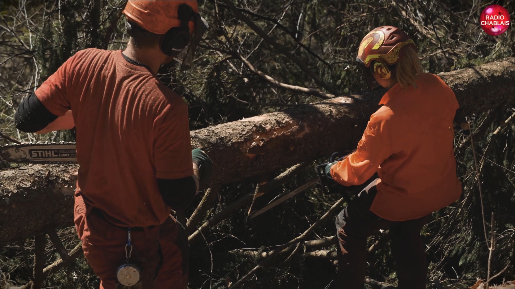 Le groupement forestier du Pays-d'Enhaut veut valoriser son "bois de lune"