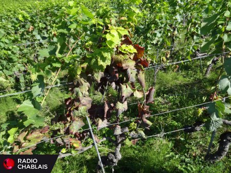 Le Valais est débarrassé de la flavescence dorée, Vaud pas encore