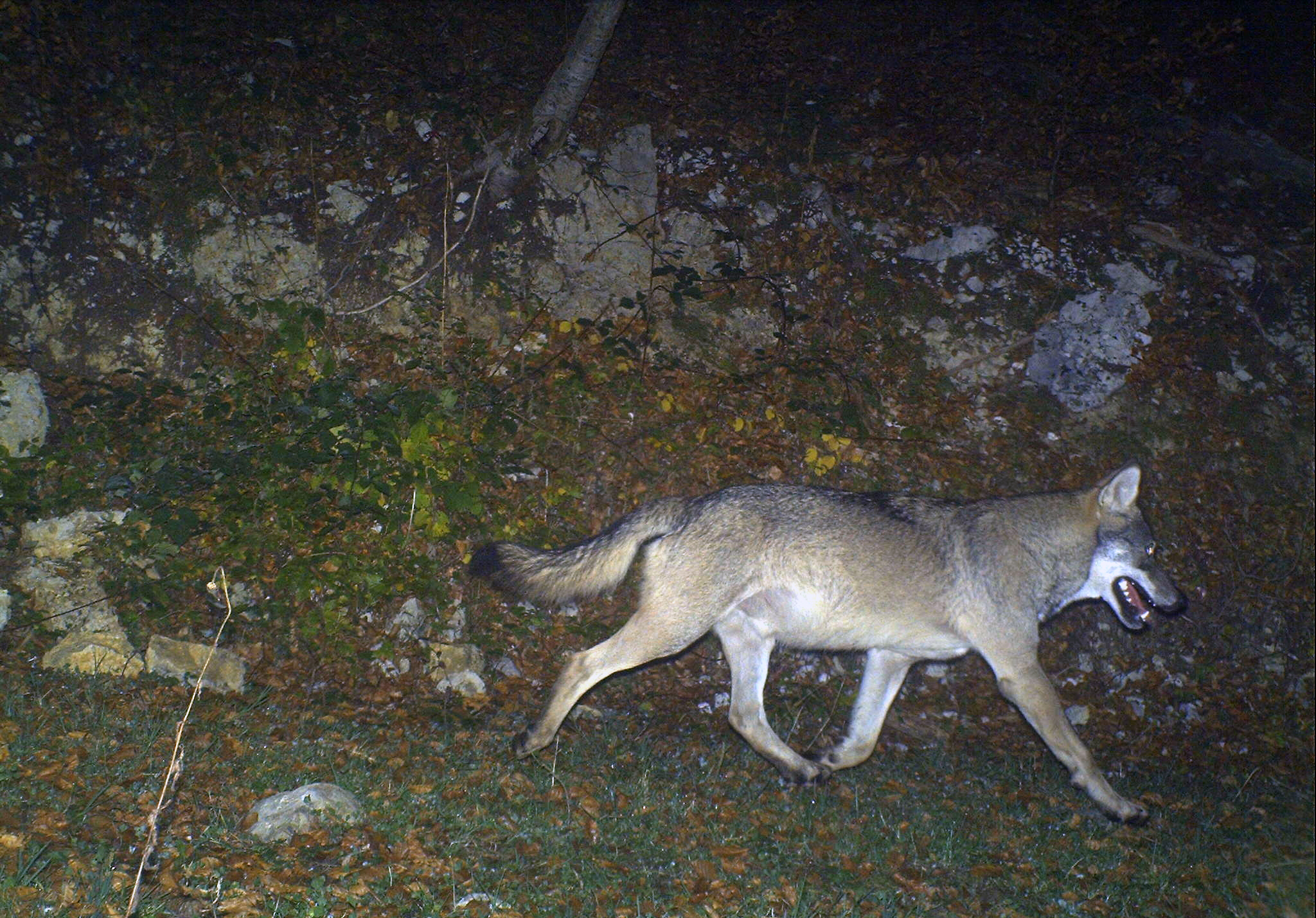 Il s'agissait bien d'un loup dans les hauts de Blonay en février