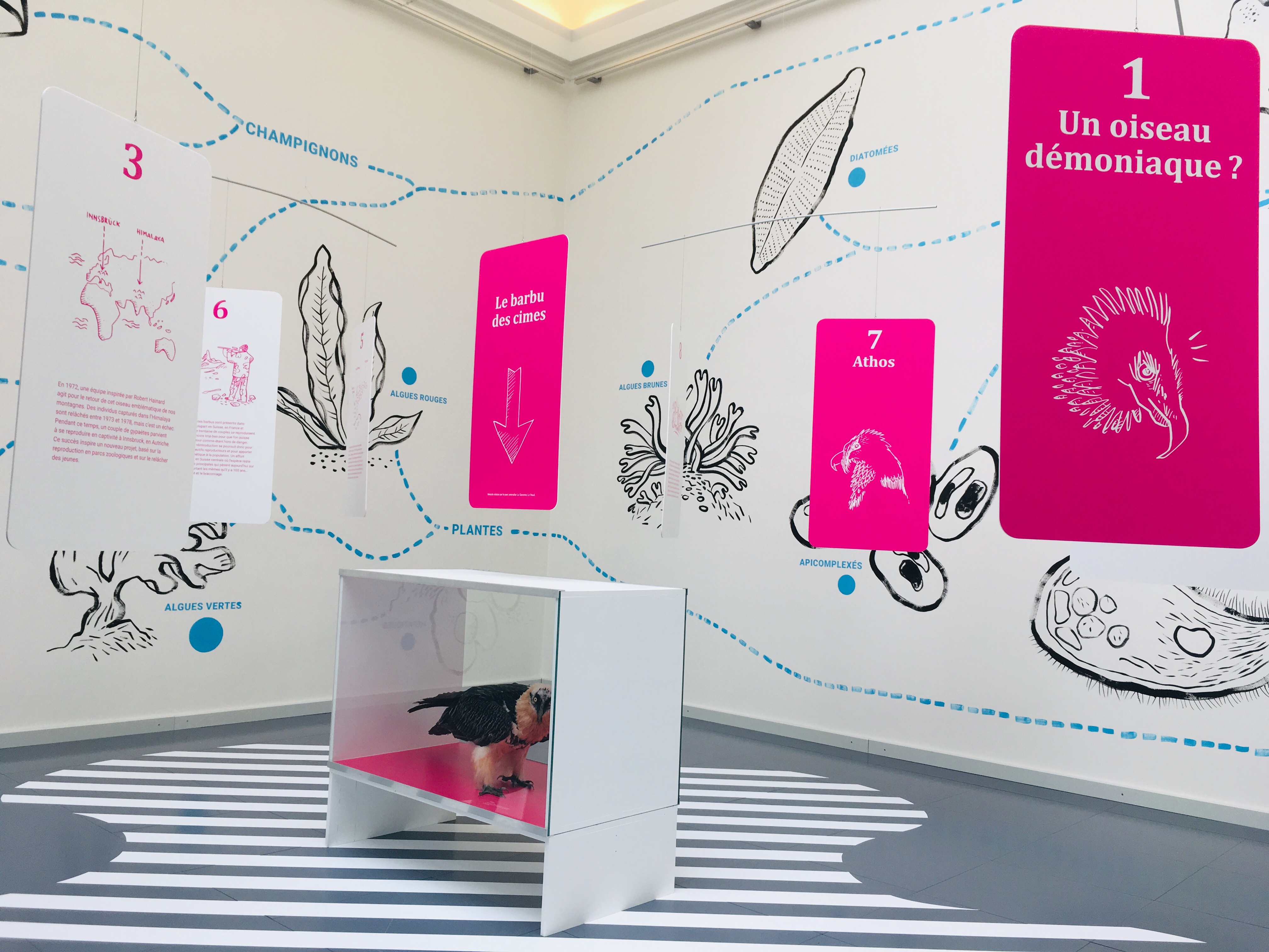 Disparus ! La nouvelle exposition du musée de zoologie