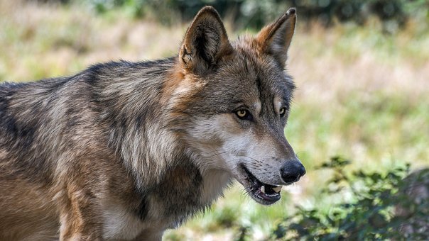 Haut-Valais: un loup probablement abattu