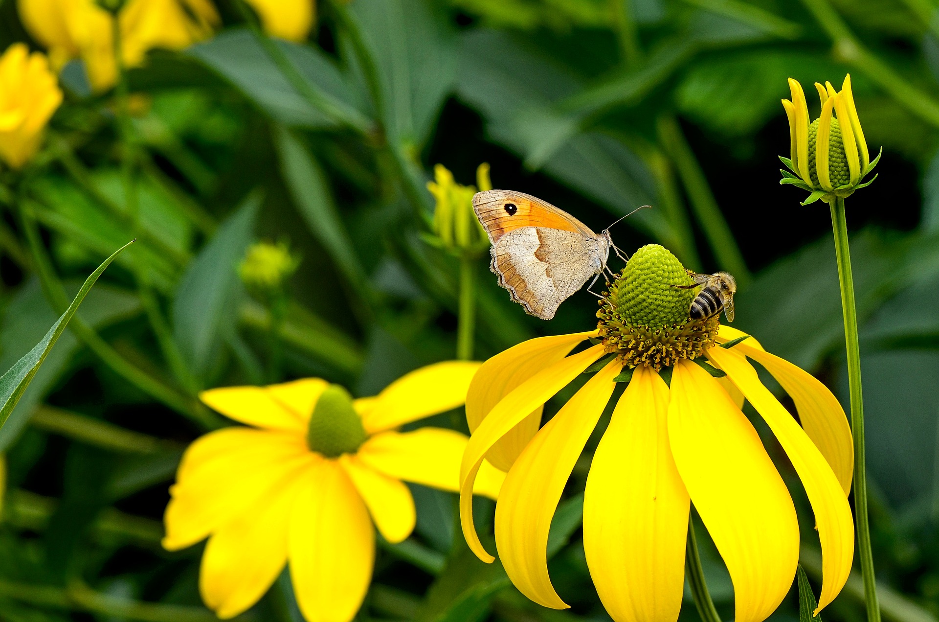 Des élus vaudois veulent suivre de plus près les mesures prises pour la biodiversité